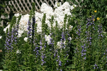 Lobelia with phlox